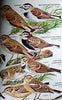 Birds of North America Golden Field Guide from St Martins Press Zim, Herbert S; Robbins, Chandler S; Bruun, Bertel and Singer, Arthur