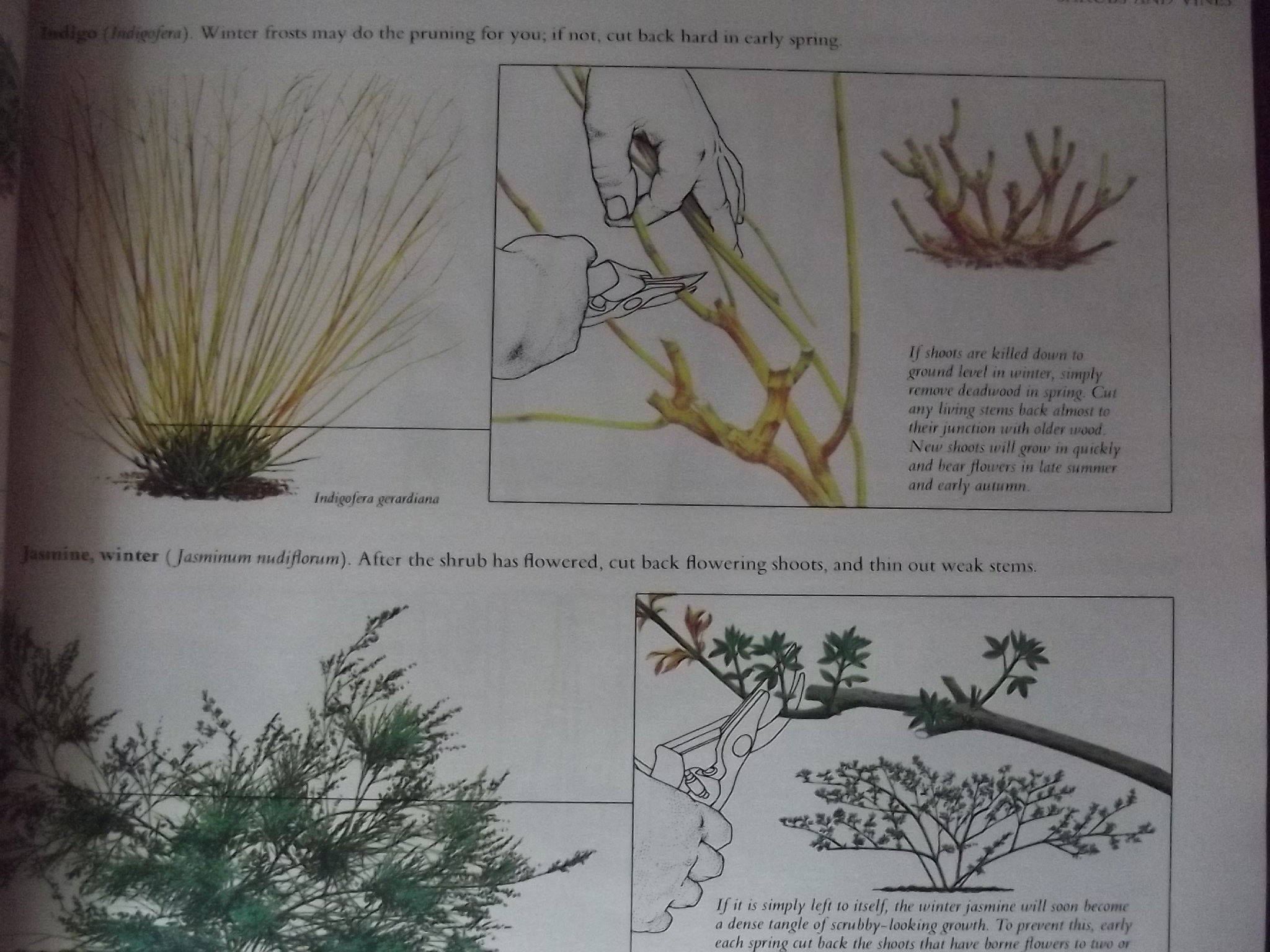 Illustrated guide to gardening (updated w/ color)