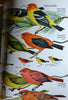 Birds of North America Golden Field Guide from St Martins Press Zim, Herbert S; Robbins, Chandler S; Bruun, Bertel and Singer, Arthur