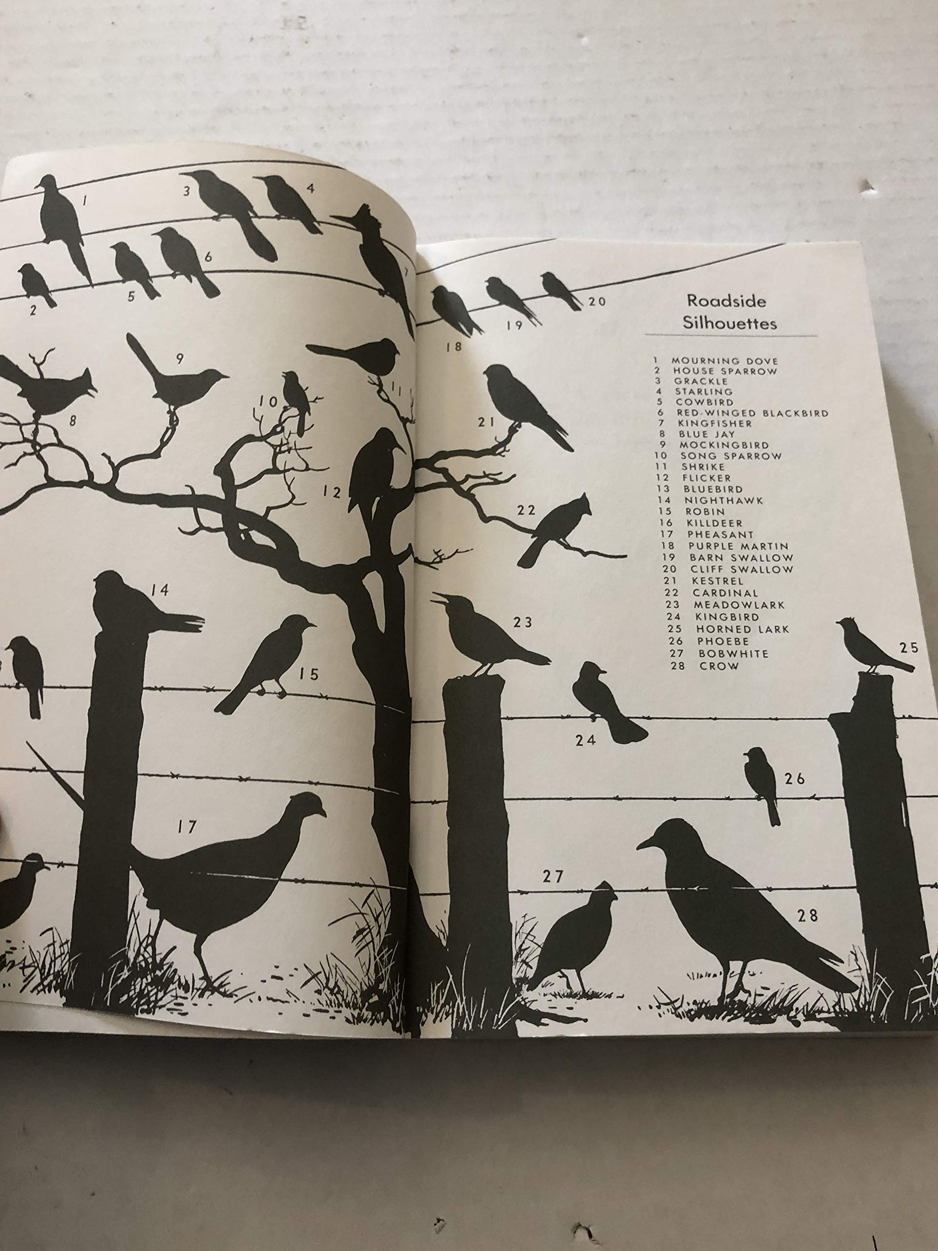 A Field Guide to the Birds of Texas: and Adjacent States (Peterson Field Guides)