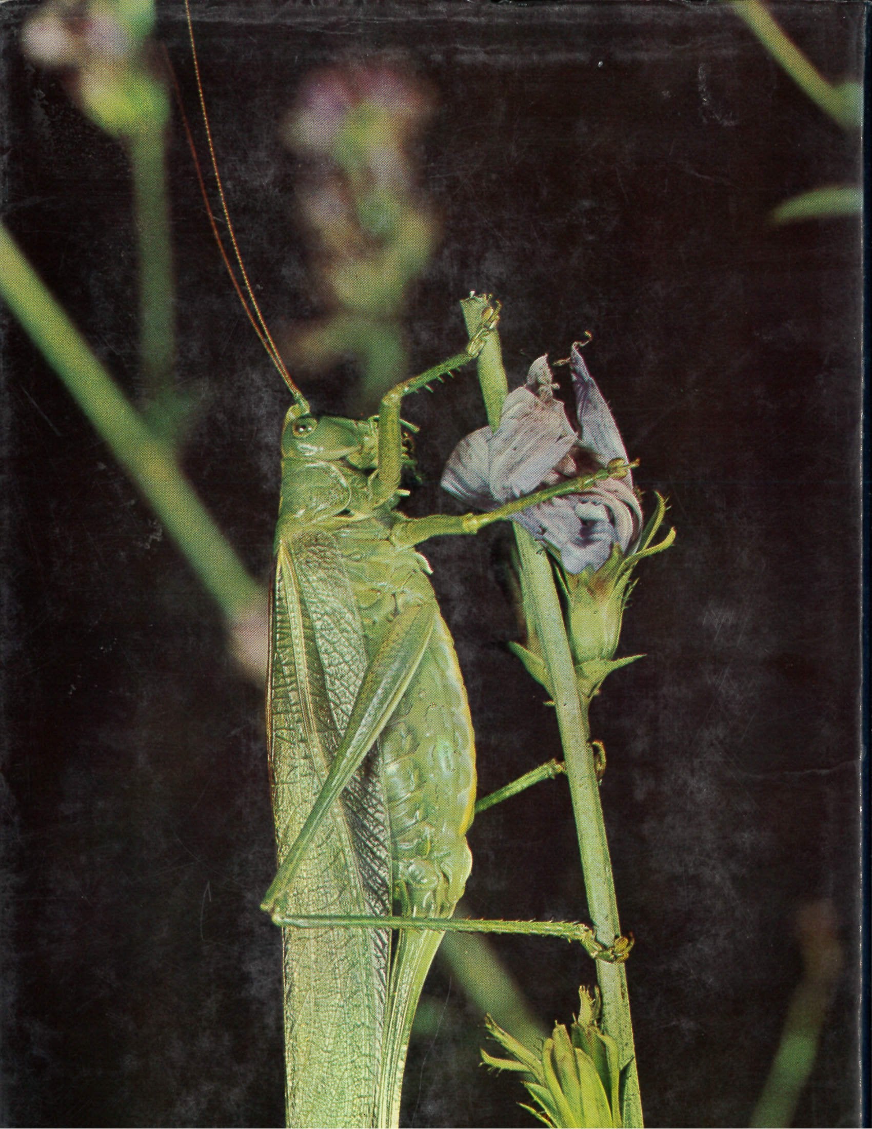 The Larousse Encyclopedia of Animal Life