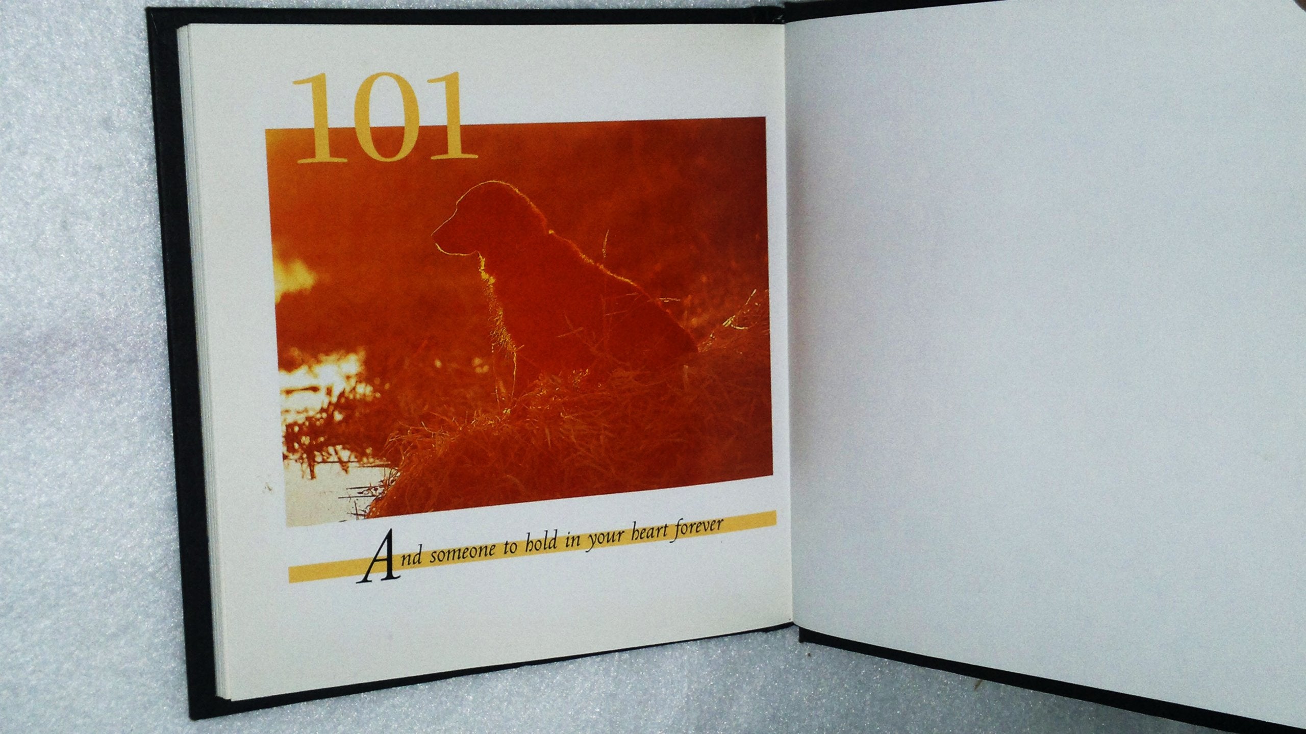 101 Uses for a Golden Retriever