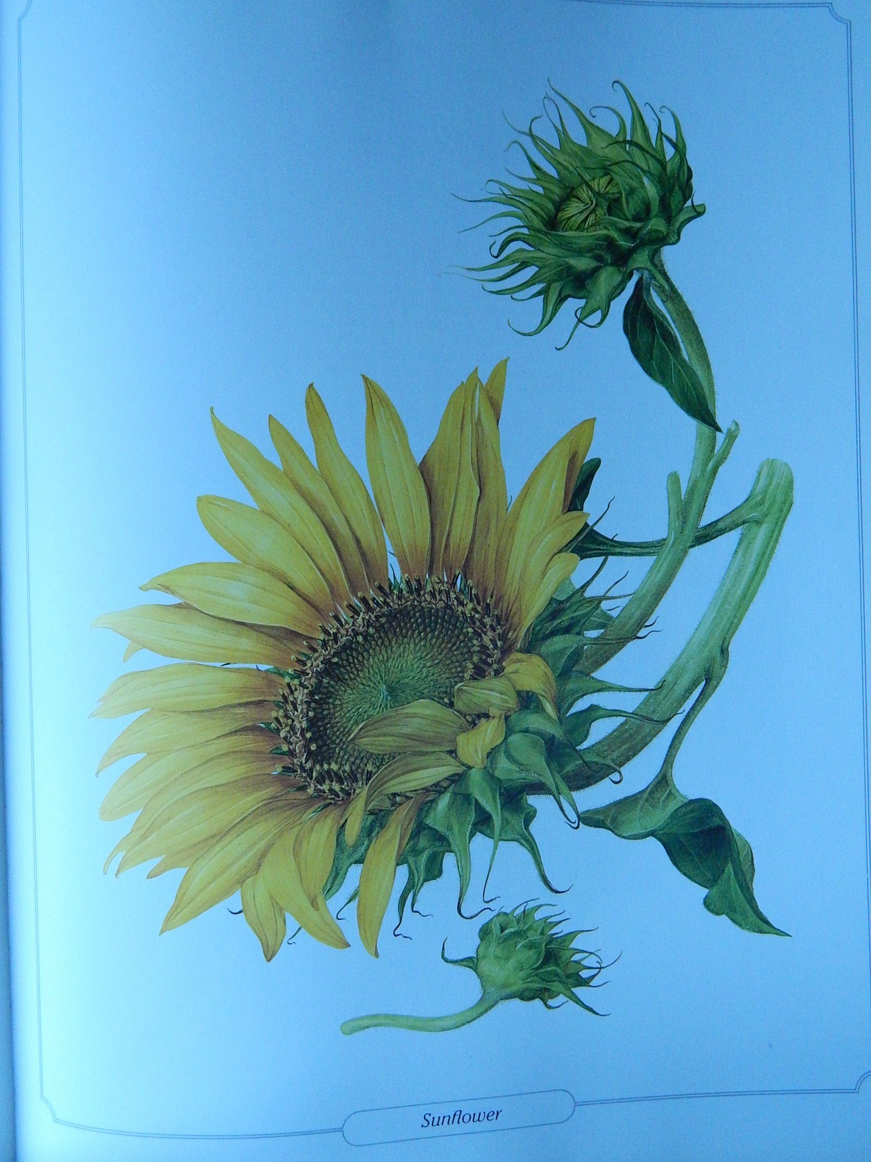 The Language of Flowers