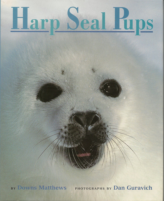Harp Seal Pups Matthews, Downs and Guravich, Dan
